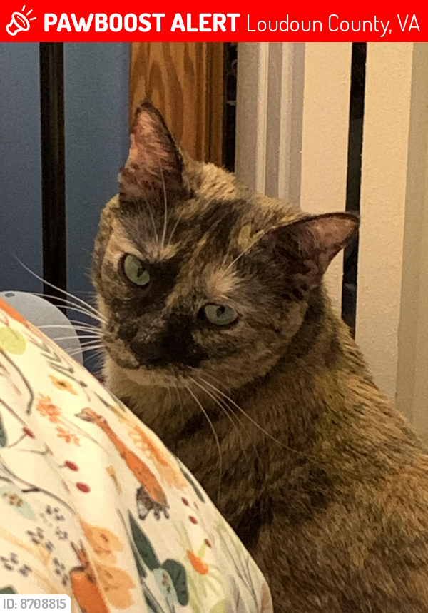 Lost Female Cat last seen Mountain Rd., Loudoun County, VA 20180