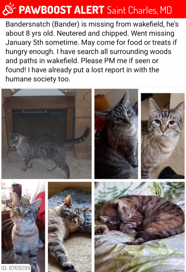 Lost Male Cat last seen Wakefield circle, Saint Charles, MD 20602