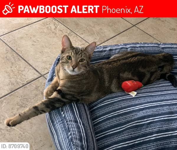 Lost Male Cat last seen 32nd Ln & Cochise Dr (nearest main street is Peoria Ave), Phoenix, AZ 85051
