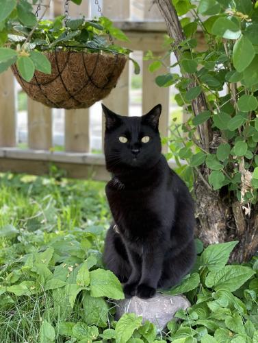 Lost Male Cat last seen Albert park, Calgary, AB 