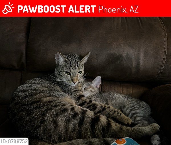 Lost Male Cat last seen 32nd Ln & Cochise Dr (nearest main street is Peoria Ave), Phoenix, AZ 85051