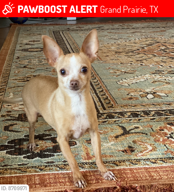 Lost Female Dog last seen Ave. J , Grand Prairie, TX 75050