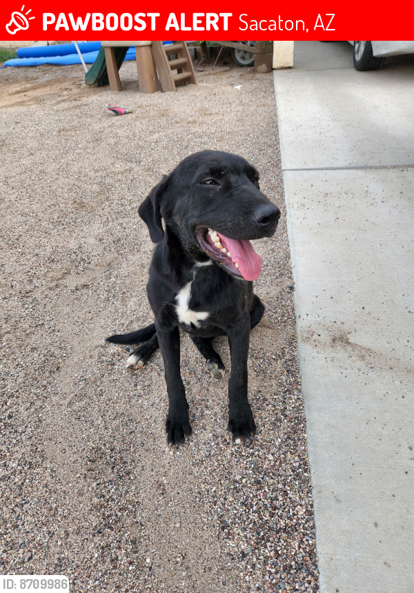 Lost Female Dog last seen South Side basketball and playgrounds, Sacaton, AZ 85147
