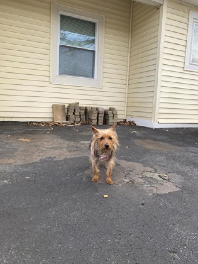 Shelter Stray Female Dog last seen Centreville, VA 20120, Fairfax, VA 22032