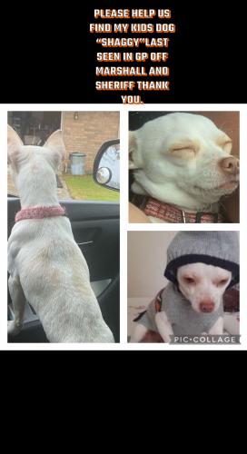 Lost Female Dog last seen Marshall and DS St , Grand Prairie, TX 75051