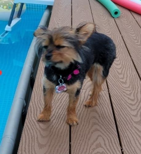 Lost Female Dog last seen Quarry, Frederick, MD 21701