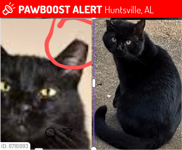 Lost Male Cat last seen Near TRIANA BLVD Huntsville Alabama 35805 , NASSUA rd, A Cleaner Way, Redstone Fence , Huntsville, AL 35805