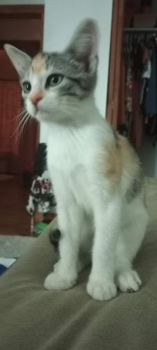 Lost Female Cat last seen Green Blvd. And 951/Collier Blvd. The Oaks apmts , Naples, FL 34116