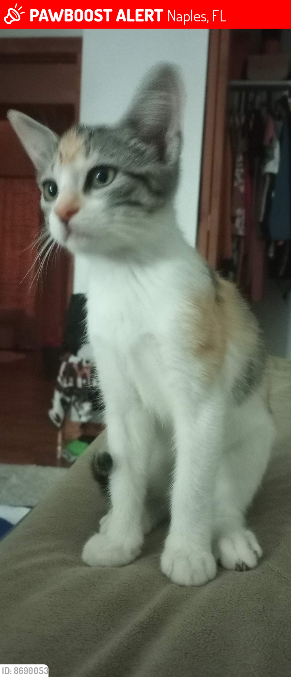 Lost Female Cat last seen Green Blvd. And 951/Collier Blvd. The Oaks apmts , Naples, FL 34116
