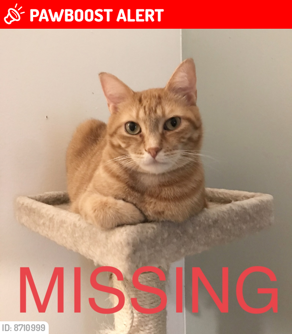 Lost Male Cat last seen Festival Drive and Anchor Lane, Montgomery County, MD 20841