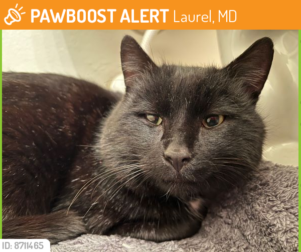 Rehomed Male Cat last seen Justin Lane and North Laurel Road, Laurel, MD 20723