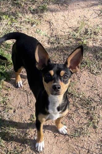Found/Stray Female Dog last seen 7th Ave and I 17 freeway , Maricopa County, AZ 85020