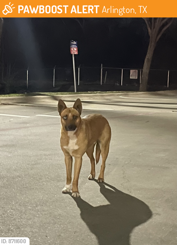 Found/Stray Male Dog last seen Near E Interstate 20, Arlington, TX 76018, Arlington, TX 76018