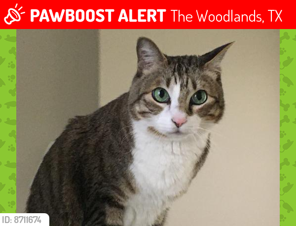 Lost Male Cat last seen Creekside Green, The Woodlands, TX 77389