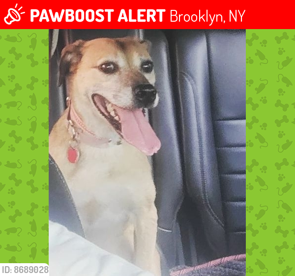 Lost Female Dog last seen East 45th and East. 46th, Brooklyn, NY 11203