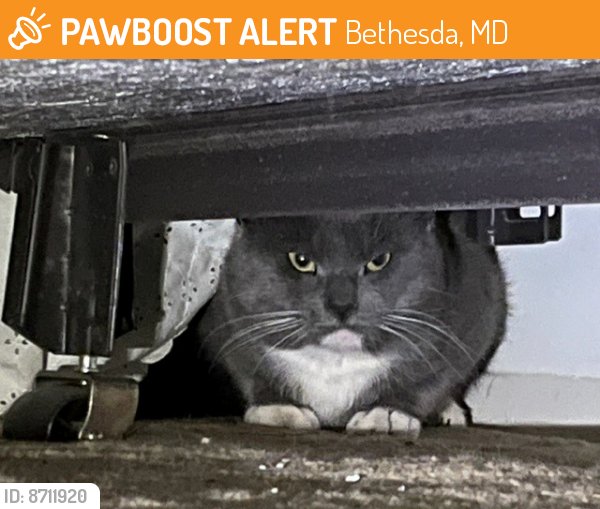 Found/Stray Unknown Cat last seen Spring Lake Dr & Westlake Terrace, Bethesda, MD, Bethesda, MD 20815