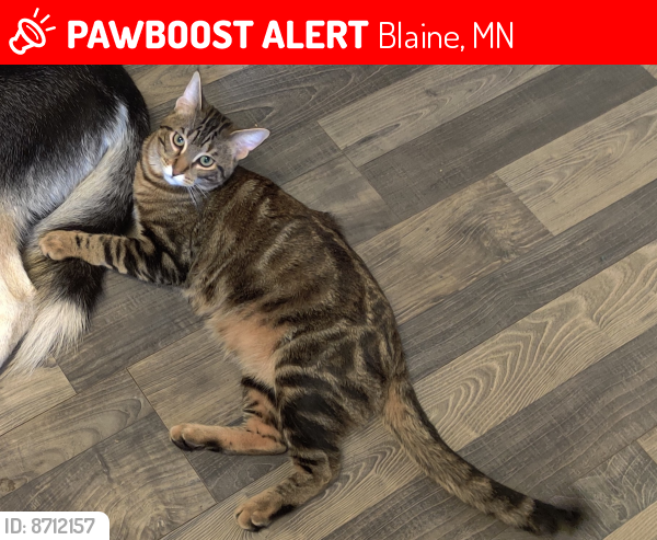 Lost Male Cat last seen 120th ln NE and Oak Park Blvd, Blaine, MN 55434