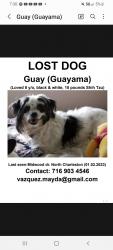 Lost Female Dog last seen Midwood dr North Charleston SC, North Charleston, SC 29420