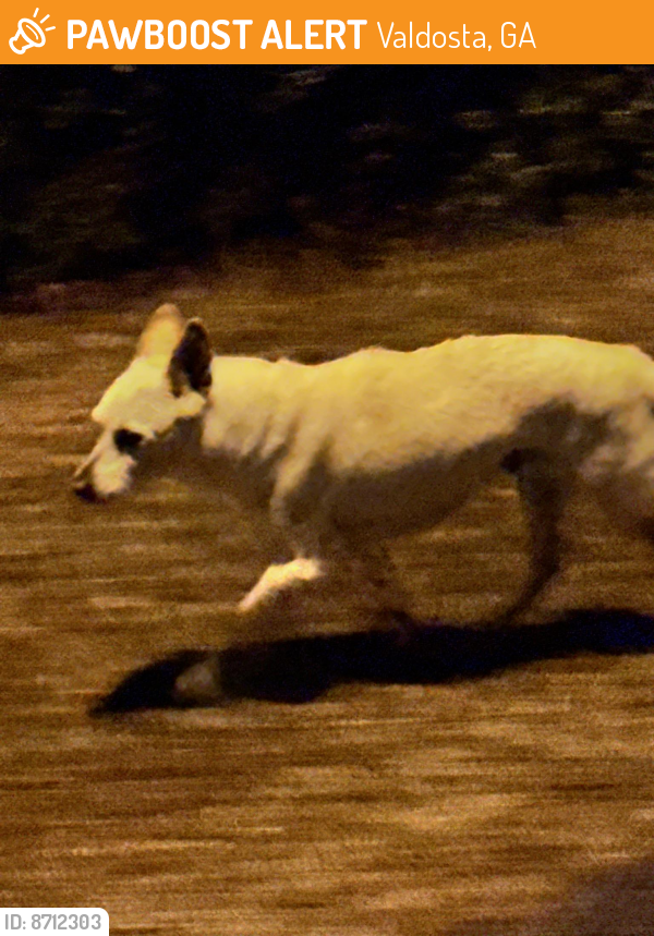 Found/Stray Unknown Dog last seen Swan Drive Valdosta , Valdosta, GA 31602