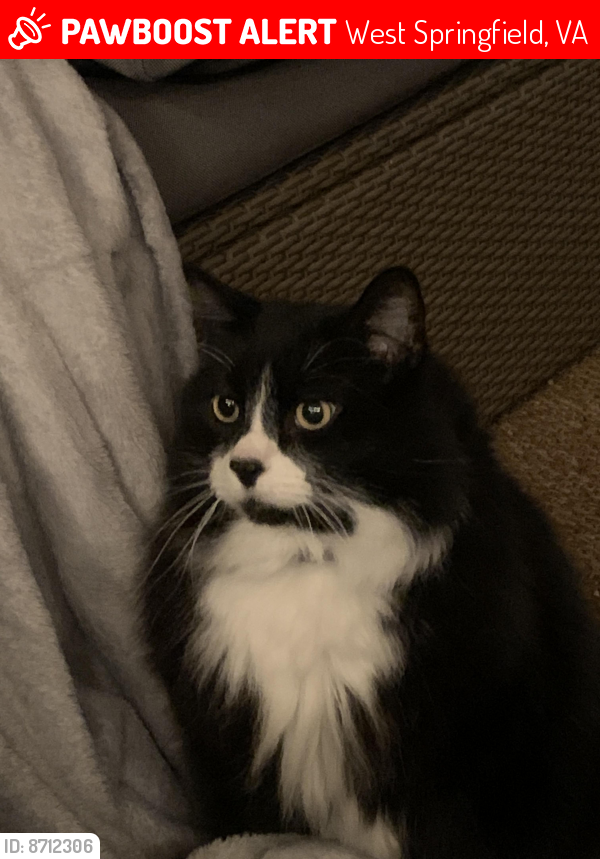 Lost Male Cat last seen carrleigh and haverhill , West Springfield, VA 22152