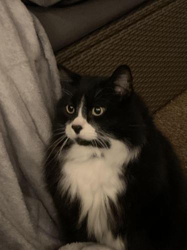 Lost Male Cat last seen carrleigh and haverhill , West Springfield, VA 22152