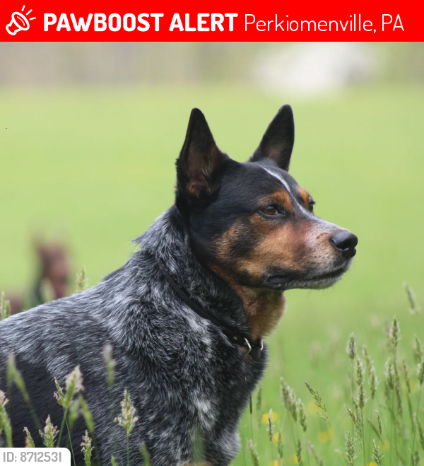 Lost Male Dog last seen Deep Creek Road, Perkiomenville, PA 18074