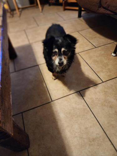 Found/Stray Male Dog last seen Stella / kolb, Tucson, AZ 85730