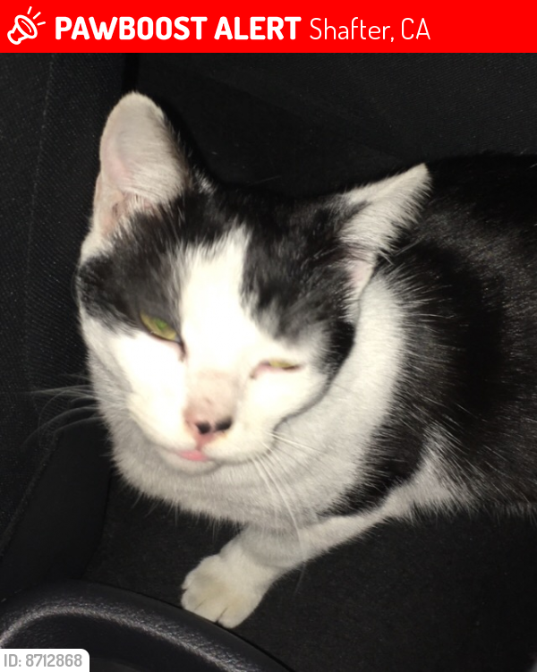 Lost Male Cat last seen Merced Ave exit off 99, Shafter, CA 93312