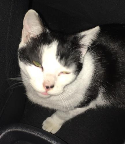 Lost Male Cat last seen Merced Ave exit off 99, Shafter, CA 93312