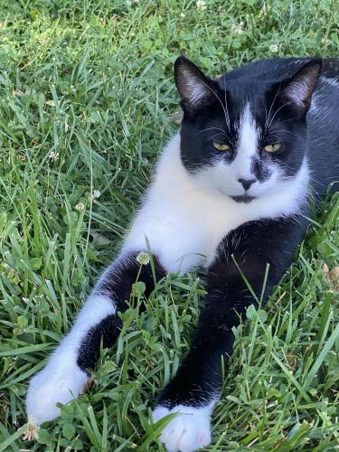Lost Male Cat last seen Masonville dr around Annandale , Annandale, VA 22003