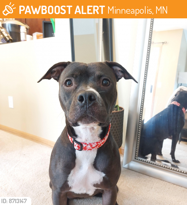 Found/Stray Female Dog last seen N Lowry Ave and N Fremont Ave, Minneapolis, MN 55412