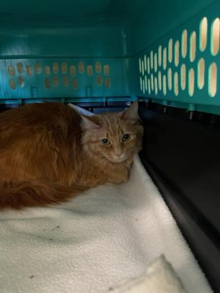 Shelter Stray Female Cat last seen Near BLOCK S JOLLY ST, TAYLORSVILLE UT 84123, West Valley City, UT 84120