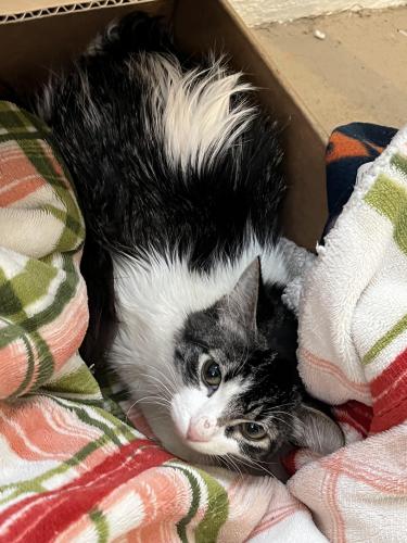 Found/Stray Unknown Cat last seen 47th and Central Ave., Northeast Columbia Heights Minnesota, Columbia Heights, MN 55421