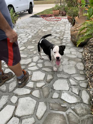 Found/Stray Male Dog last seen Del Prado and Ne 4th Terrace , Cape Coral, FL 33909