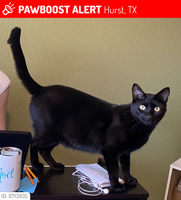 Lost Male Cat last seen Trinity boulevard in Hurst, TX, Hurst, TX 76053