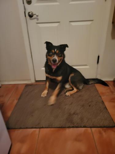 Found/Stray Male Dog last seen Isleta  and Luchetti SW (North of Los Padillas SW), South Valley, NM 87105