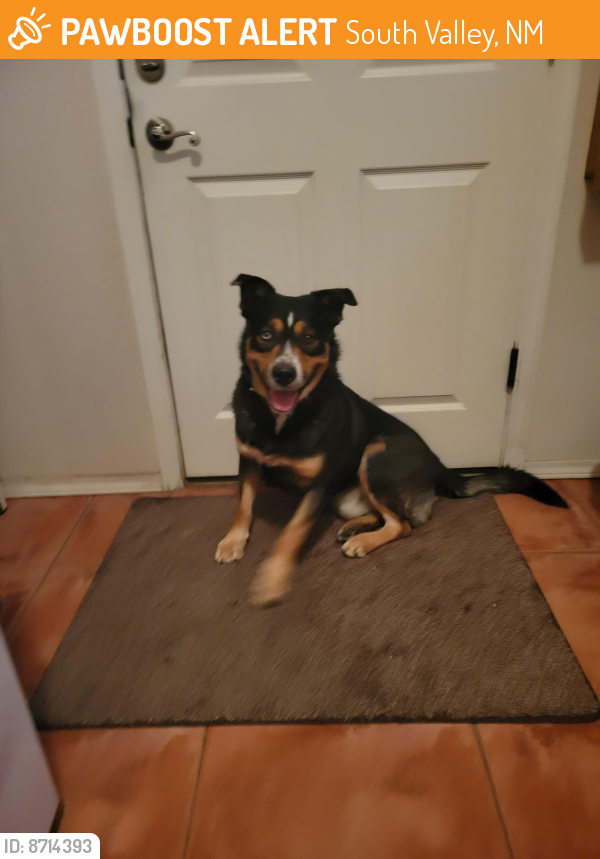 Found/Stray Male Dog last seen Isleta  and Luchetti SW (North of Los Padillas SW), South Valley, NM 87105