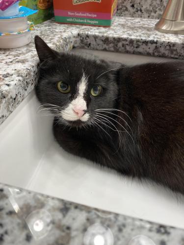 Found/Stray Female Cat last seen Queensbury and pillow lane, Springfield, VA 22150