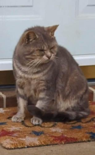Lost Male Cat last seen GILLIS AND VALLEY VIEW CT NEAR TAYLORSVILLE MD, Carroll County, MD 21771