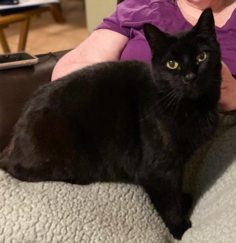 Lost Female Cat last seen Alan A Dale Trail and Montrose , Tallahassee, FL 32309