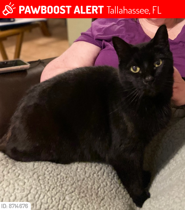 Lost Female Cat last seen Alan A Dale Trail and Montrose , Tallahassee, FL 32309