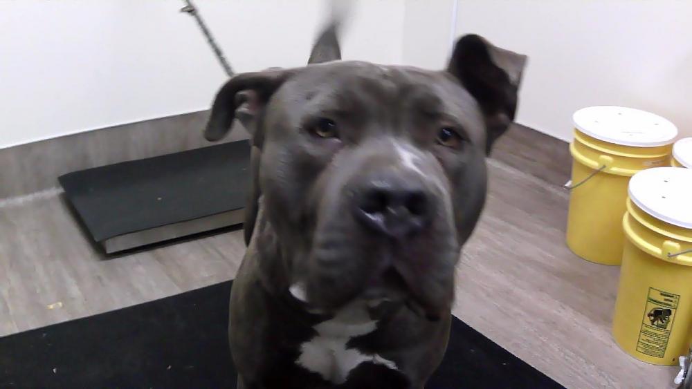 Shelter Stray Male Dog last seen WASHINGTON AND MARENGO, Pasadena, CA 91105