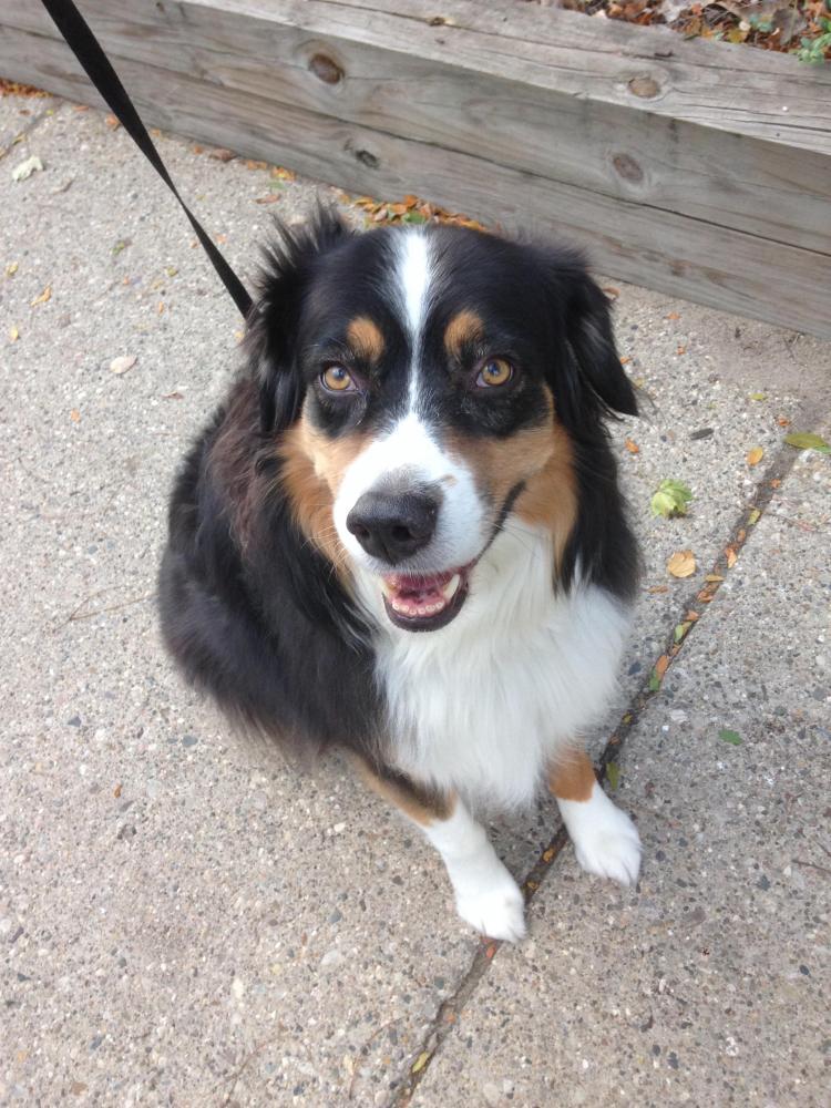 Reunited Male Dog last seen Fielder Park (Arlington, TX), Arlington, TX 76013