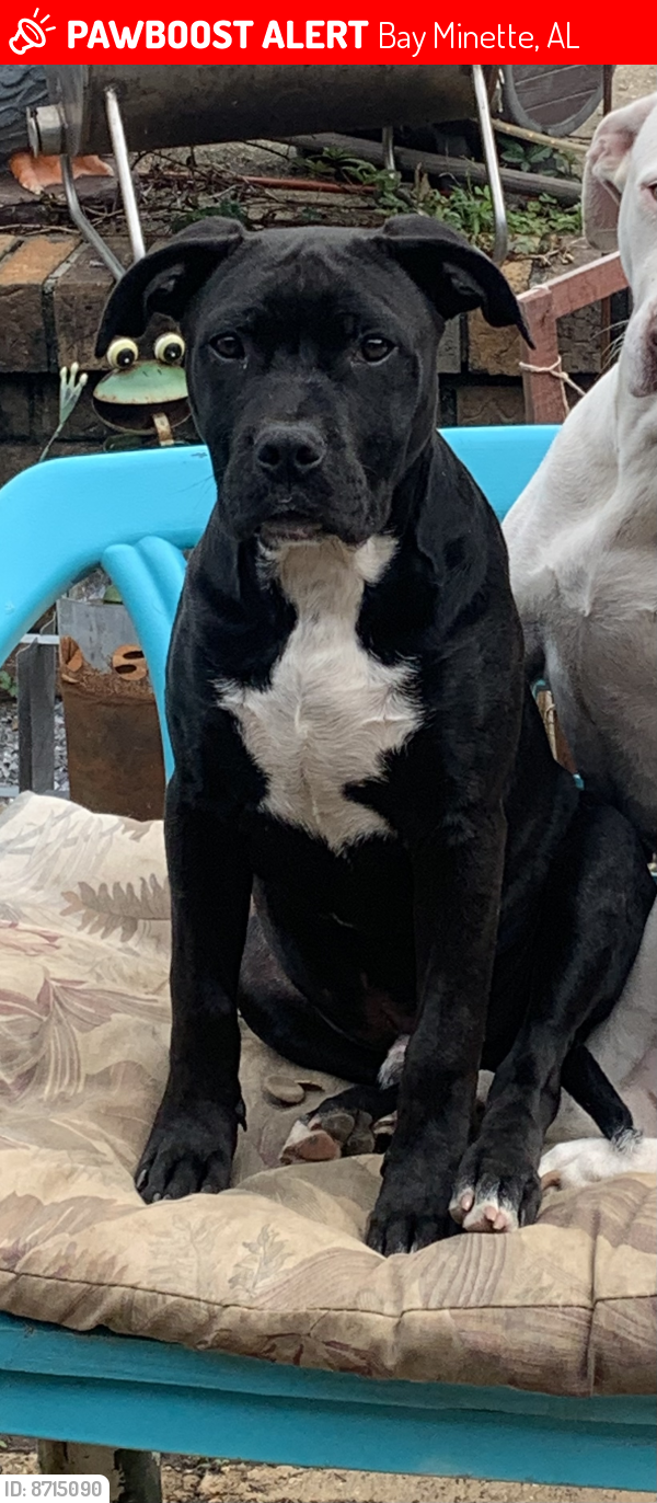 Lost Male Dog in Bay AL 36507 Named Tucker (ID 8715090