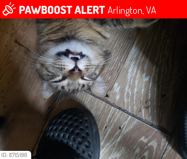 Lost Male Cat last seen High st and Glebe, Arlington, VA 22202