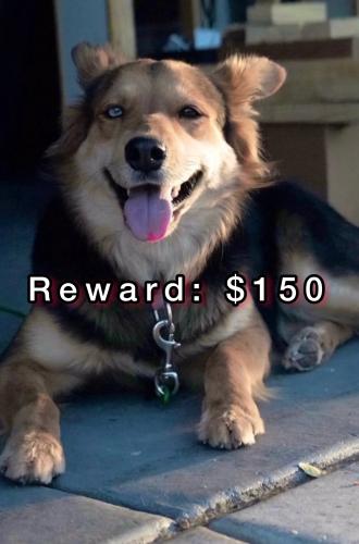 Lost Female Dog last seen Rio bravo blvd & Isleta , Albuquerque, NM 87105
