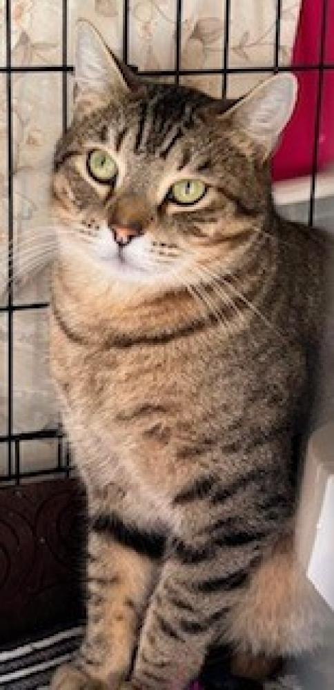 Shelter Stray Male Cat last seen ST PETERS, St. Peters, MO 63376