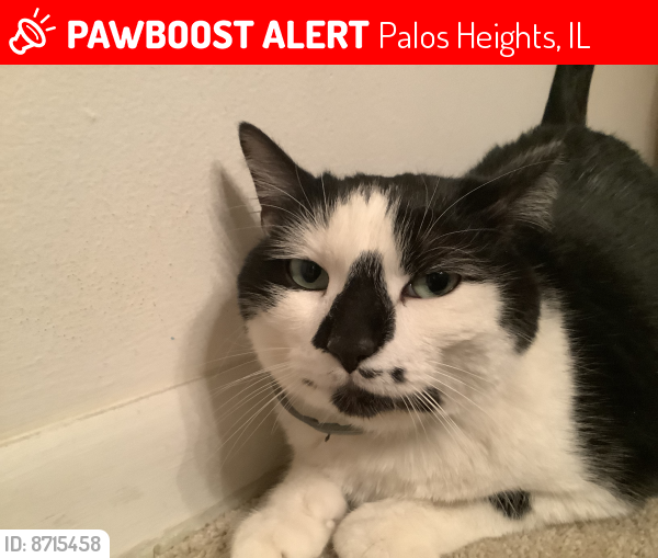 Lost Male Cat last seen Near S Harlem , Palos Heights, IL 60463