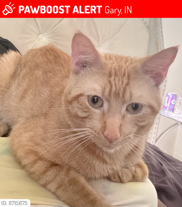 Lost Male Cat last seen Chase and 11th, Gary, IN 46402