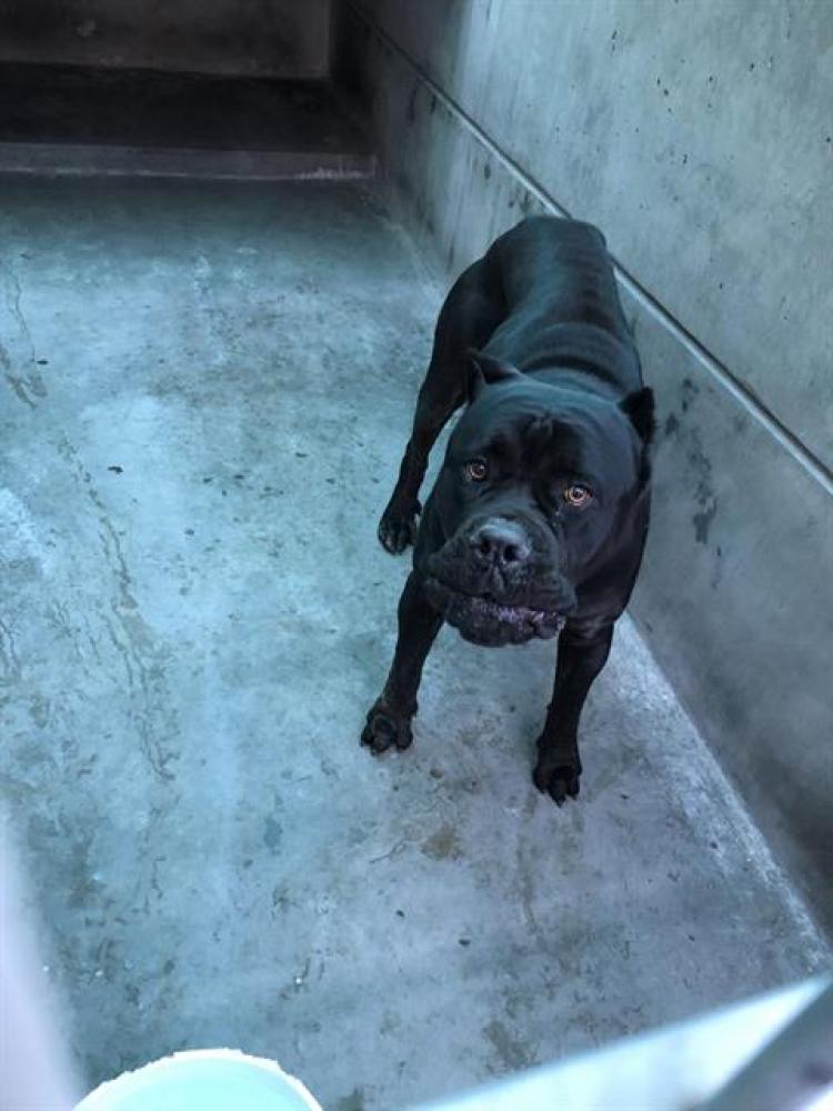 Shelter Stray Male Dog last seen CAMINO SAN RAFAEL X CALLE SONRISA, Pasadena, CA 91105